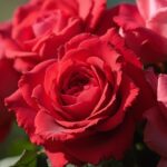 Gros plan sur un bouquet de roses rouges épanouies et luxuriantes